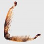 Hair Clip Shell
