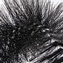 Ragnatore Lindo Nero